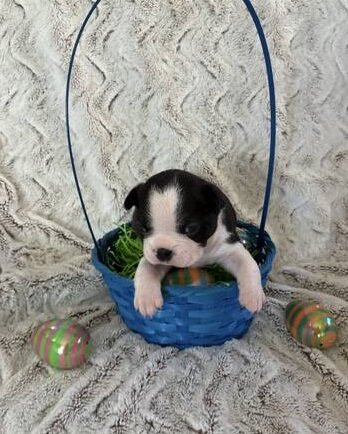 AKC Boston Terrier - Chocolate Brindled image 1