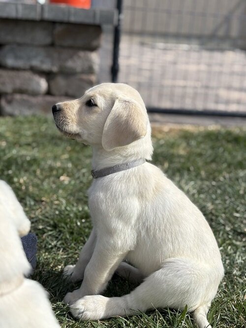 Two Labrador Retriever Puppies image 1