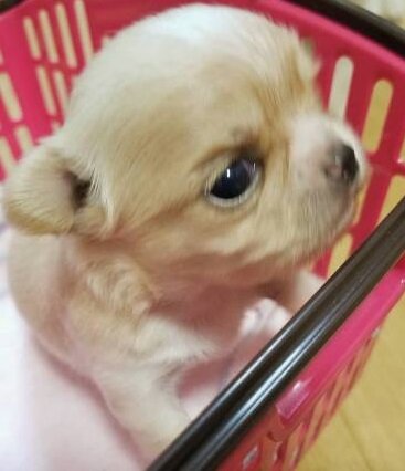 Beutifull Chihuahua Puppies for Rehoming image 1