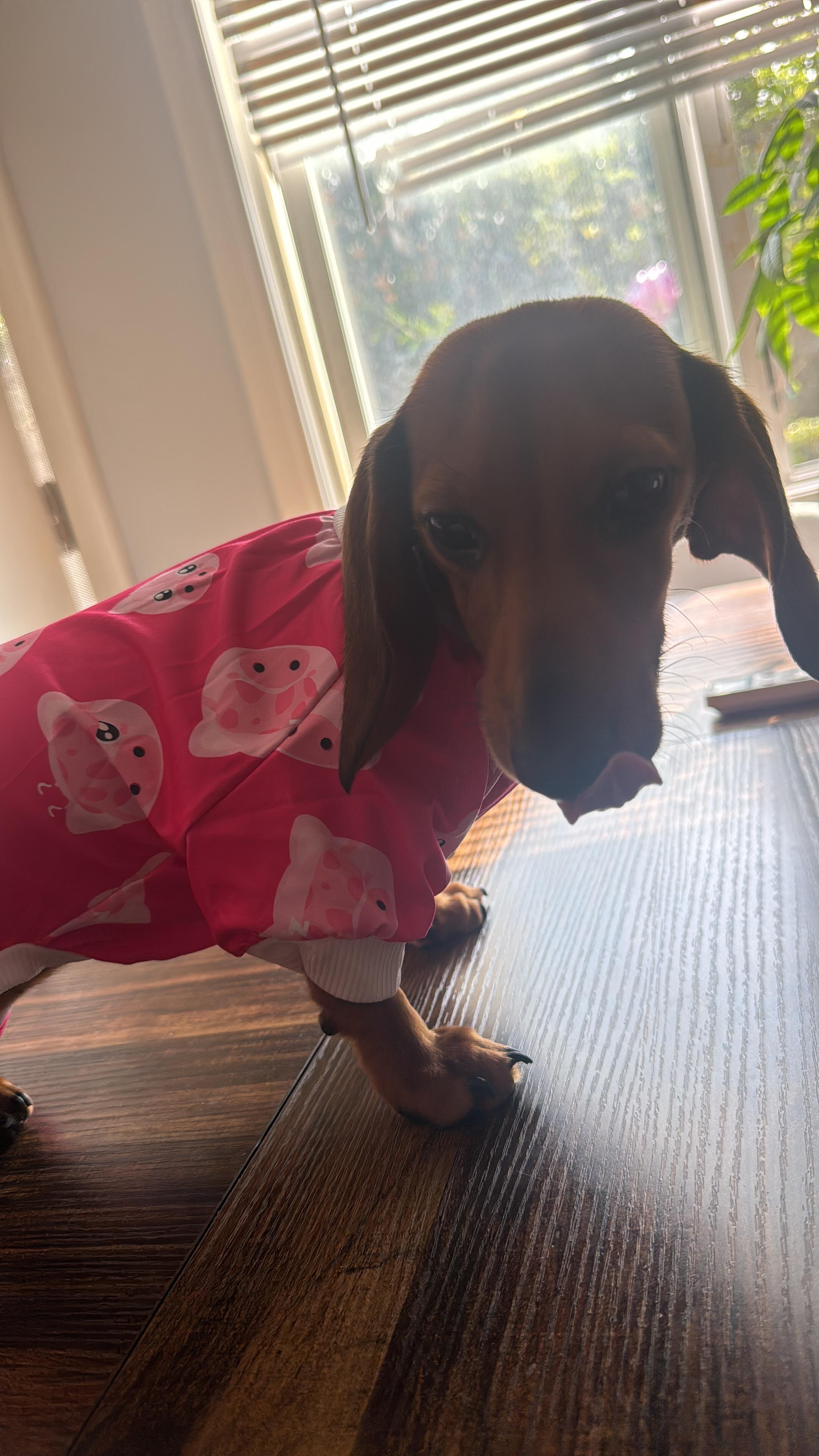 3 female Dachshund 7 months old image 3