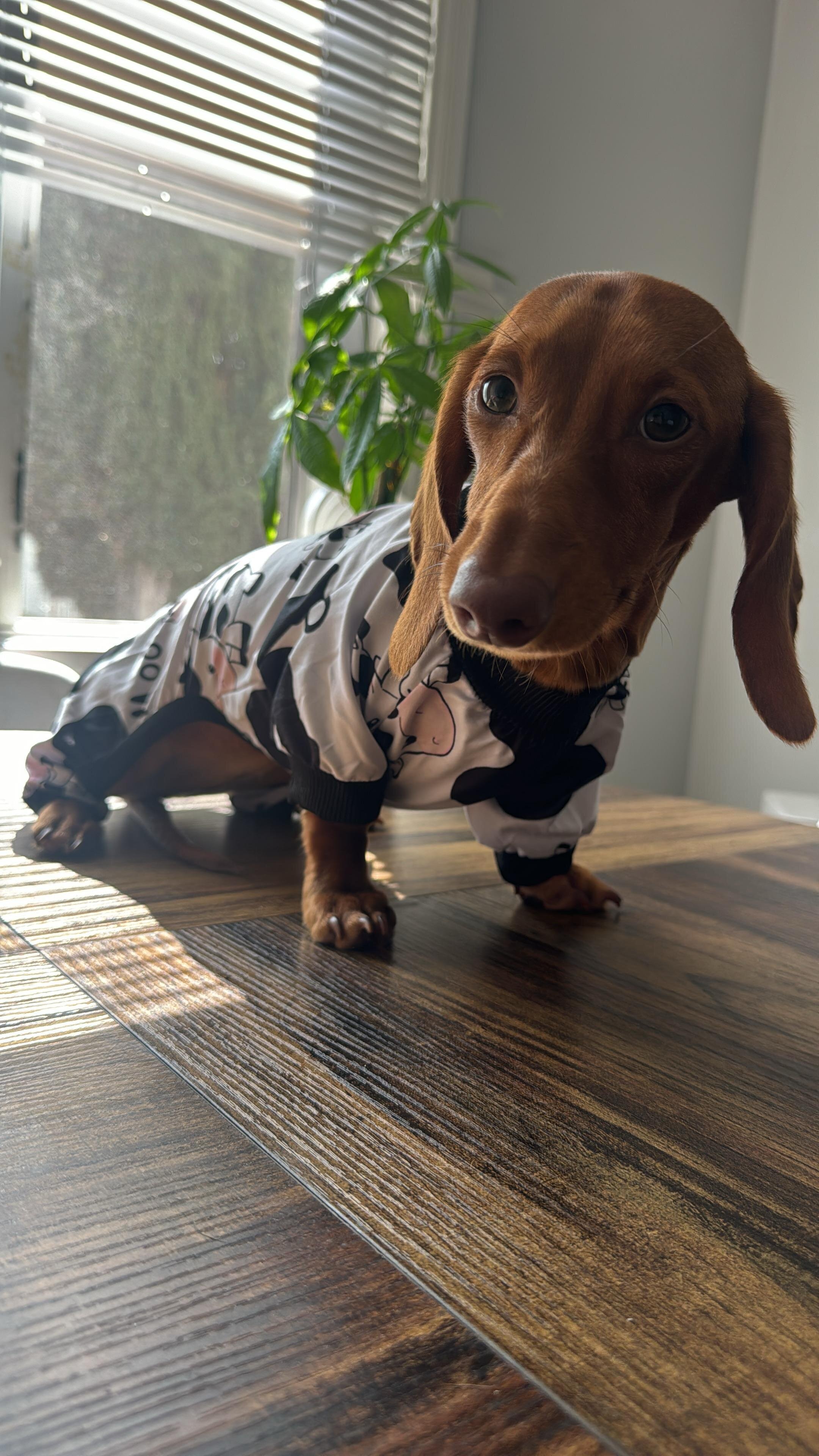 3 female Dachshund 7 months old image 2
