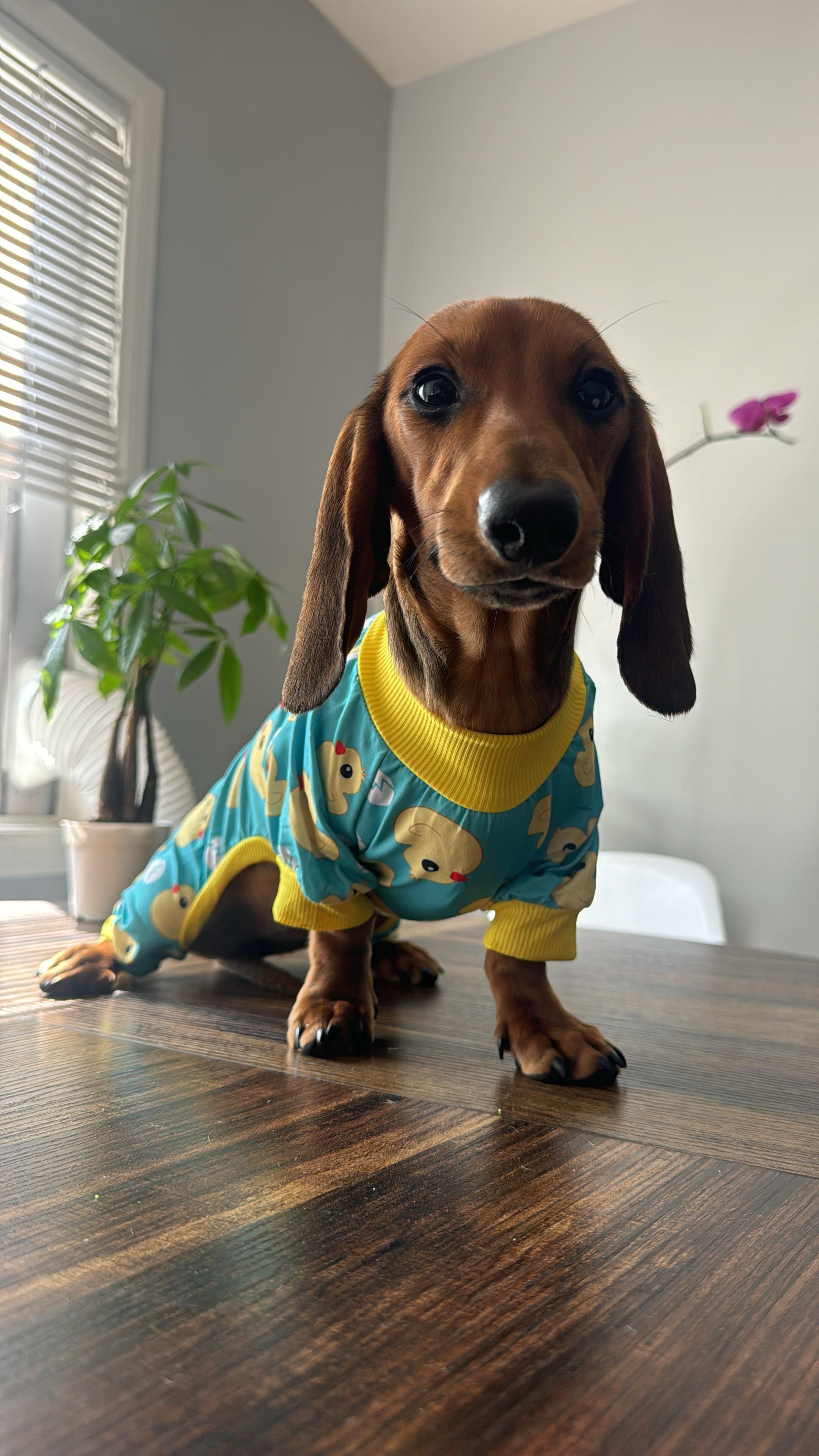 3 female Dachshund 7 months old image 1