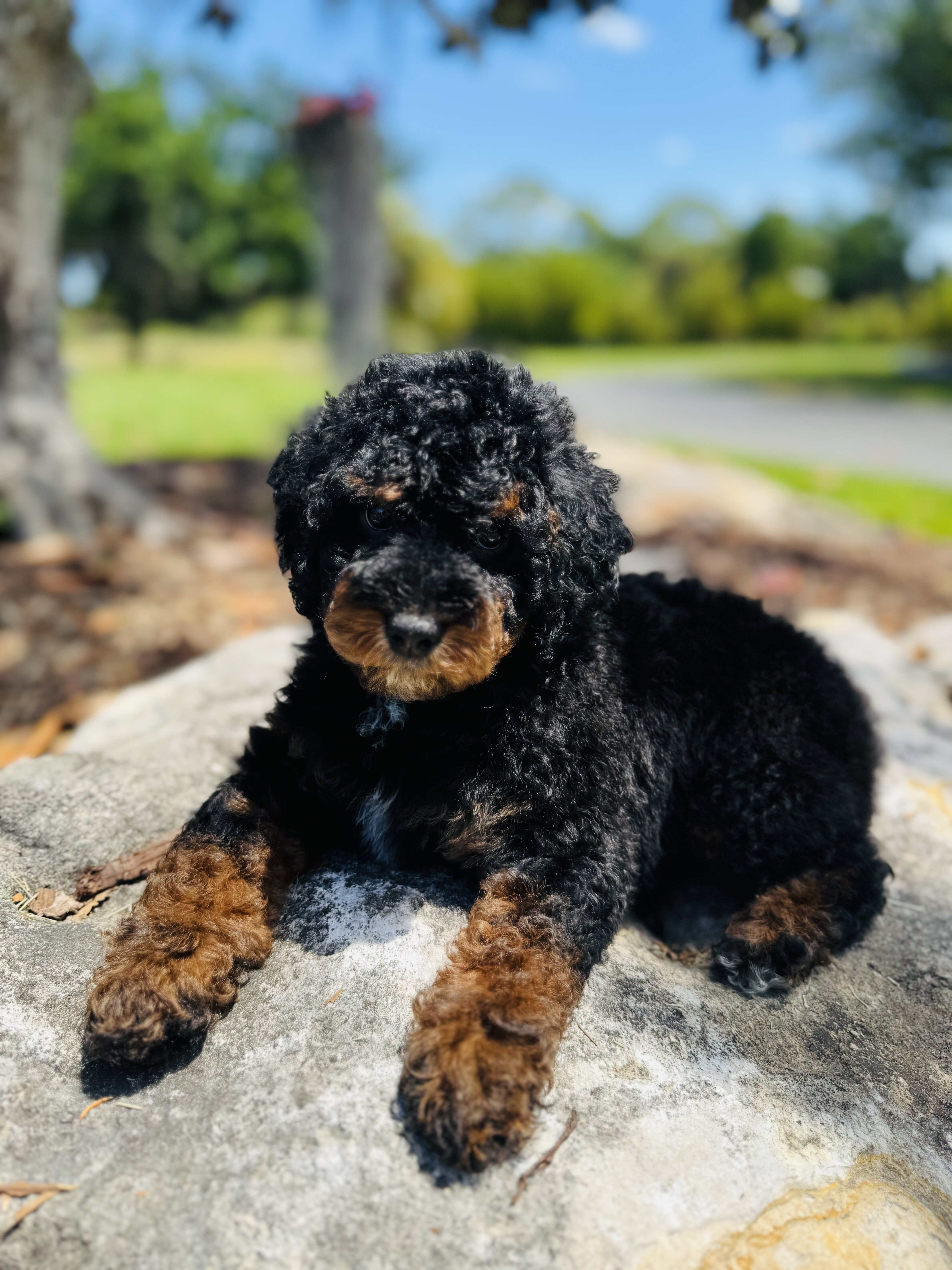 Mini poodles image 1