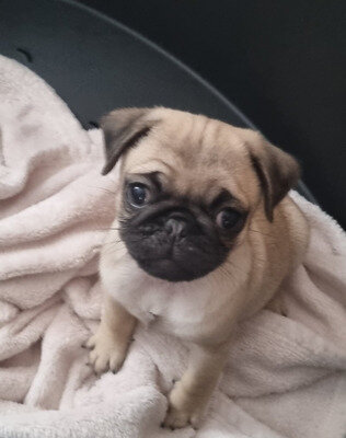 Family Raised Fawn Female and Black Male Pugs image 3