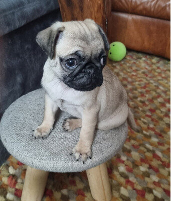 Family Raised Fawn Female and Black Male Pugs image 1