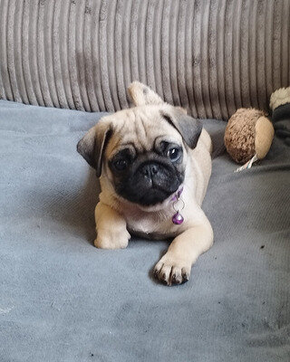 Family Raised Fawn Female and Black Male Pugs image 2