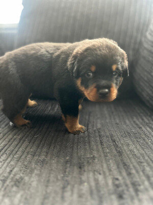 Marvelous Rottweiler for adoption image 2