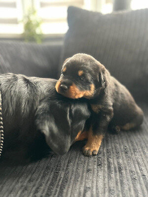 Marvelous Rottweiler for adoption image 1