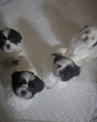Very Playful Shih Tzu Puppies for Sale image 1