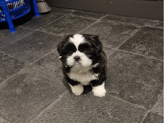 Very Playful Shih Tzu Puppies for Sale image 2
