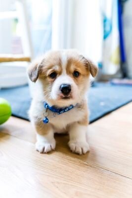 Pembroke Welsh Corgi Puppies image 2