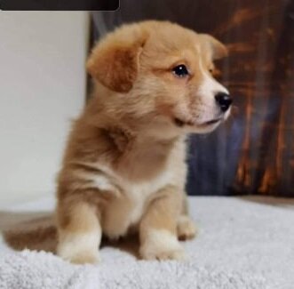 Pembroke Welsh Corgi Puppies image 1