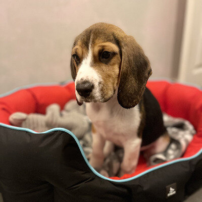 Tri Coloured Beagles Puppies Ready Now image 2