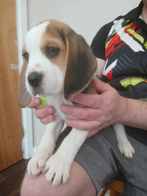Tri Coloured Beagles Puppies Ready Now image 1