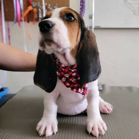 Basset Hound Puppies For Sale image 2