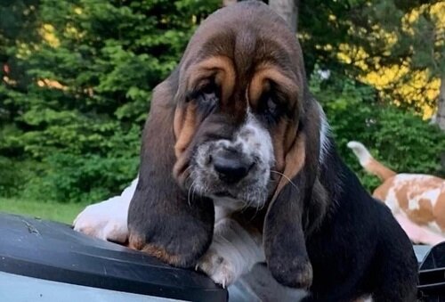 Basset Hound Puppies For Sale image 1