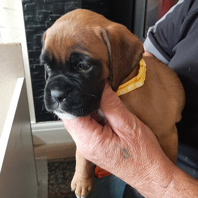 Boxer Puppies For Sale image 2