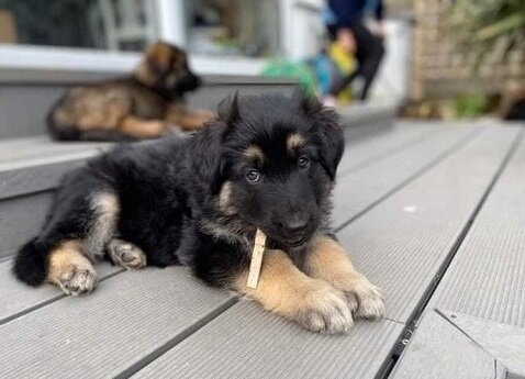 Quality German Shepherd puppies image 2
