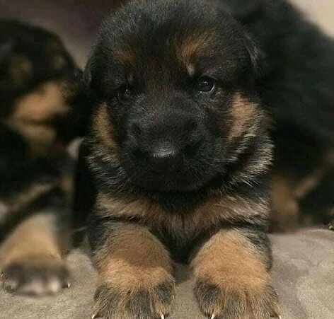 Quality German Shepherd puppies image 1