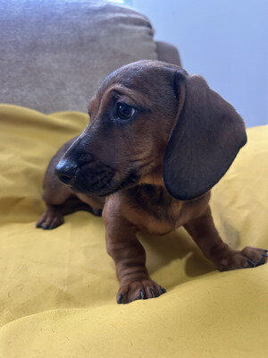 Well Trained Miniature Dachshund Puppies Available image 1