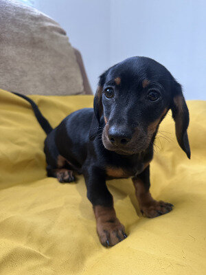 Well Trained Miniature Dachshund Puppies Available image 2