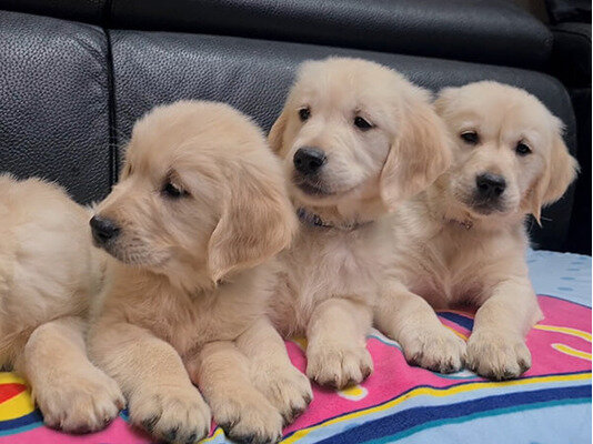Registered Golden Retriever Puppies image 2