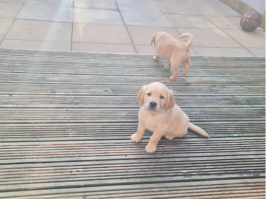 Registered Golden Retriever Puppies image 1