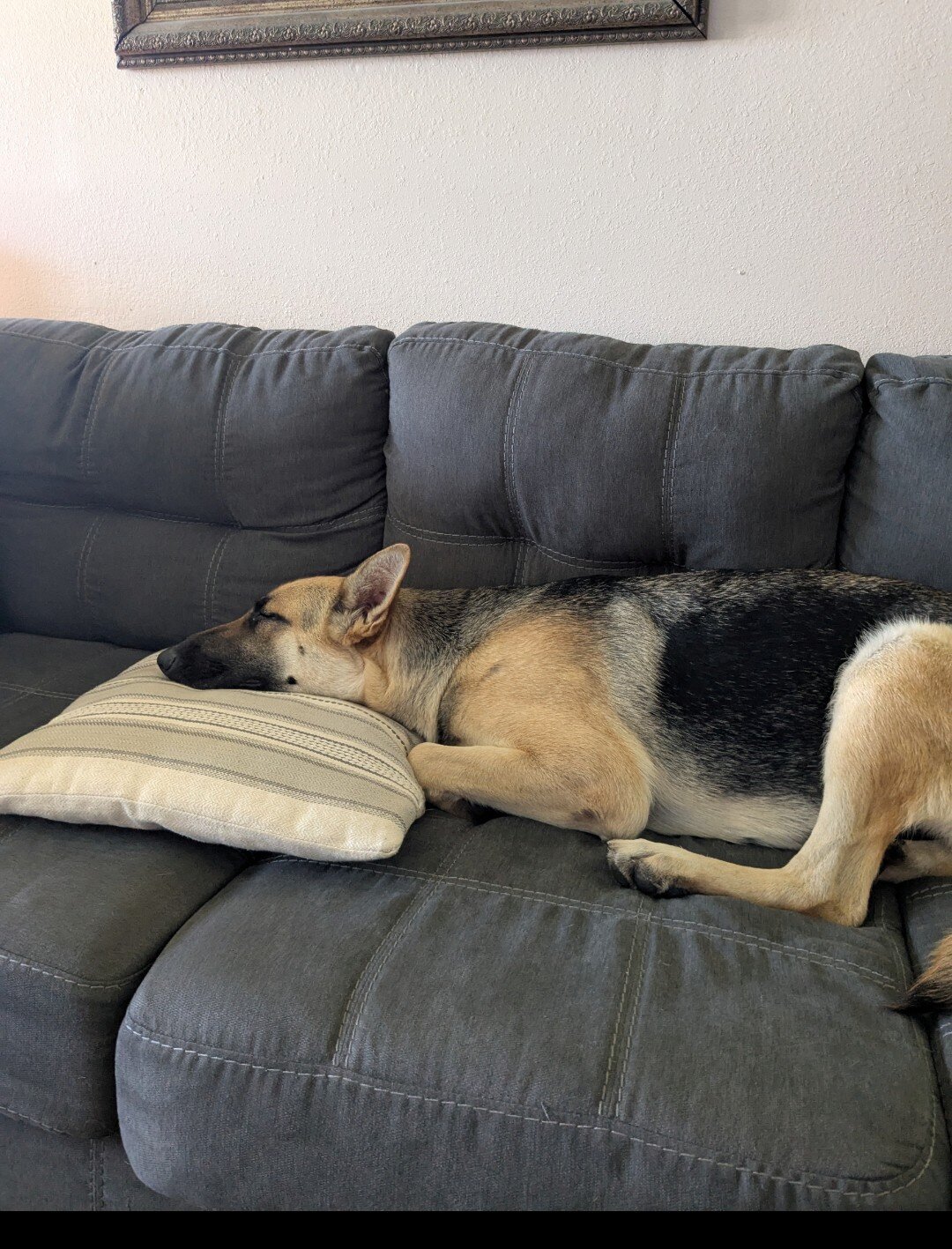 German Shepherd image 2