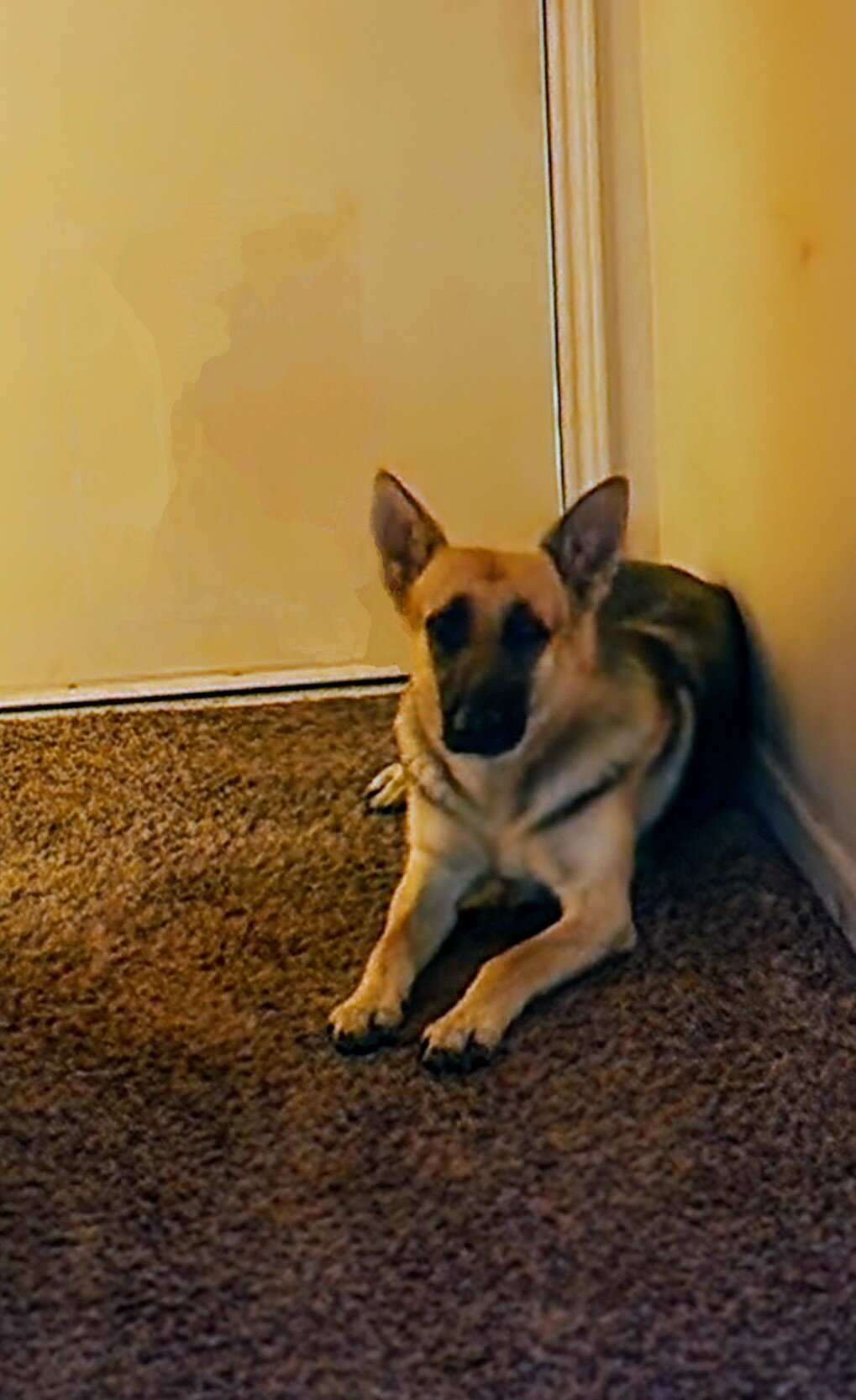 German Shepherd image 3