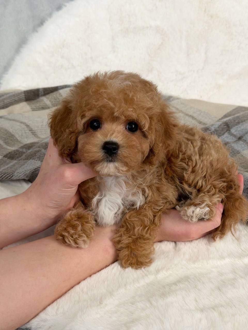 Adorable Maltipoo Puppy Ready for New Home image 2