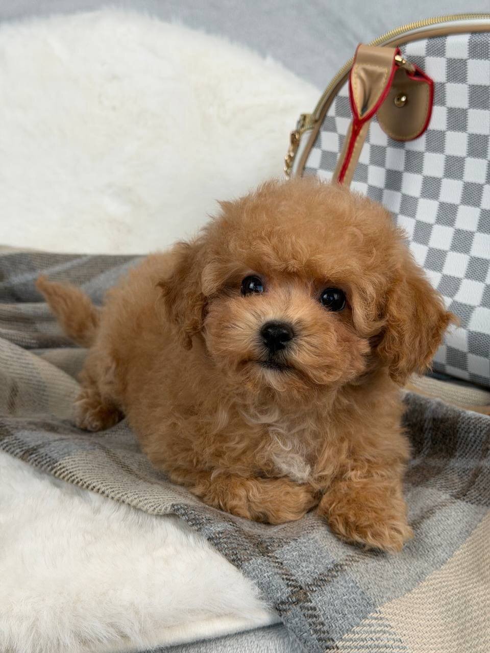 Adorable Maltipoo Puppy Ready for New Home image 10