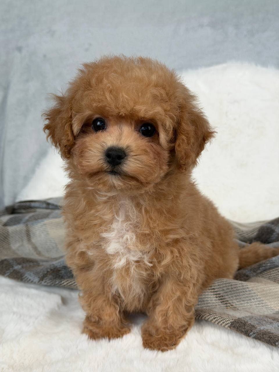 Adorable Maltipoo Puppy Ready for New Home image 9