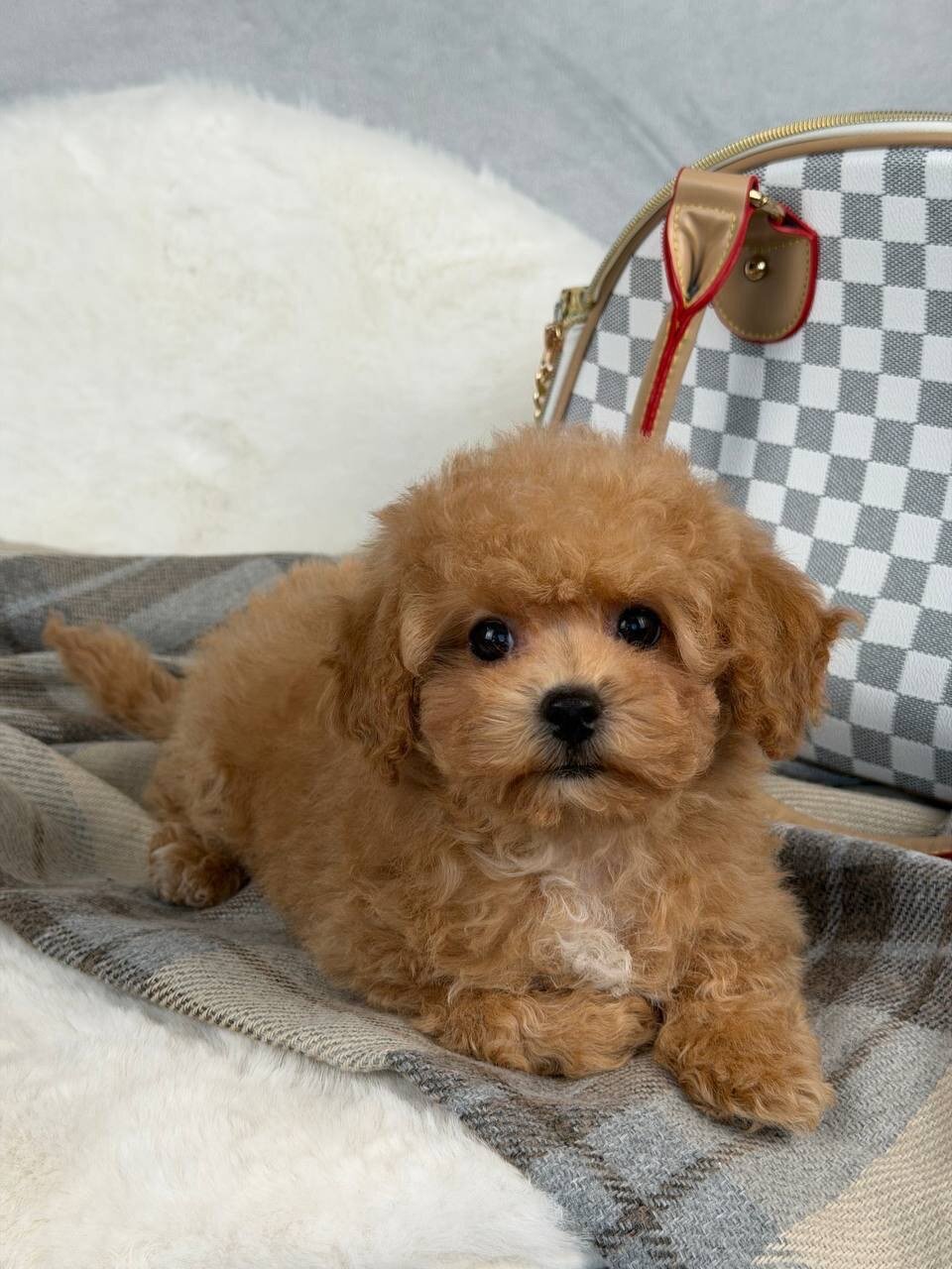 Adorable Maltipoo Puppy Ready for New Home image 7