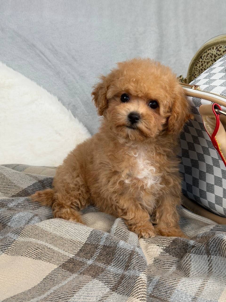 Adorable Maltipoo Puppy Ready for New Home image 6