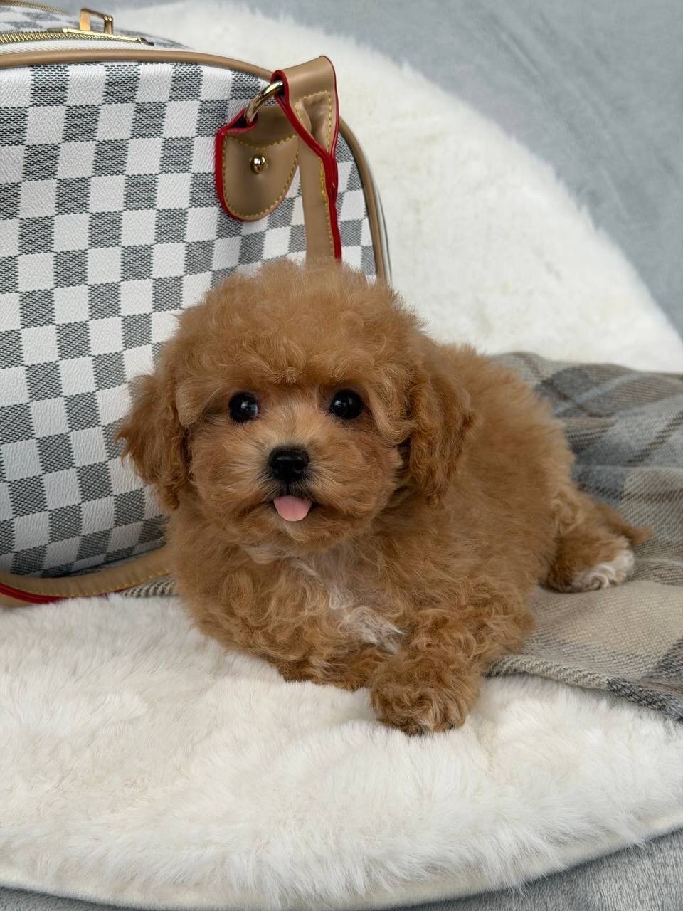 Adorable Maltipoo Puppy Ready for New Home image 3