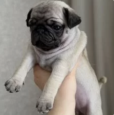 Puppie image 1