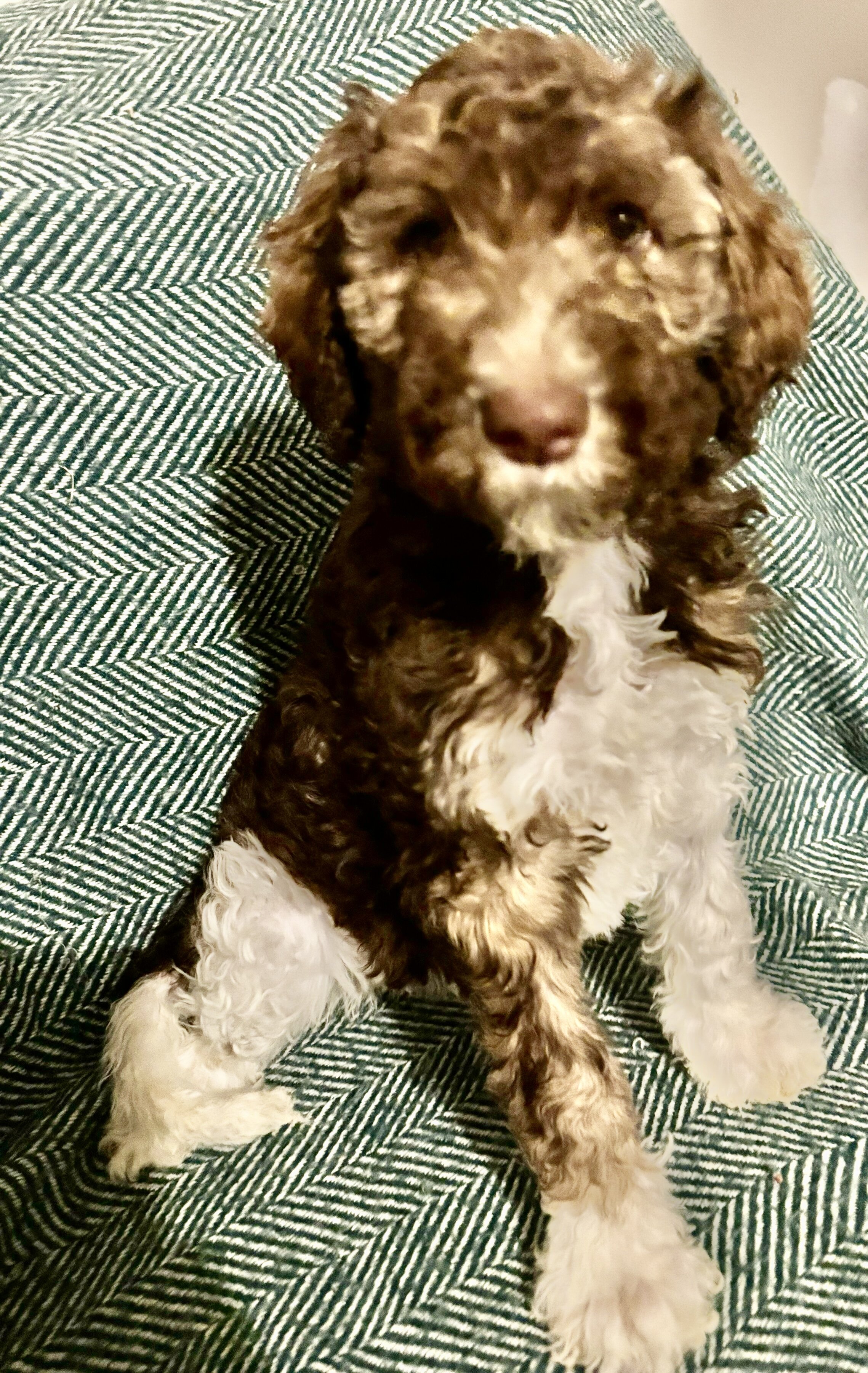 Parti chocolate Goldendoodle image 2