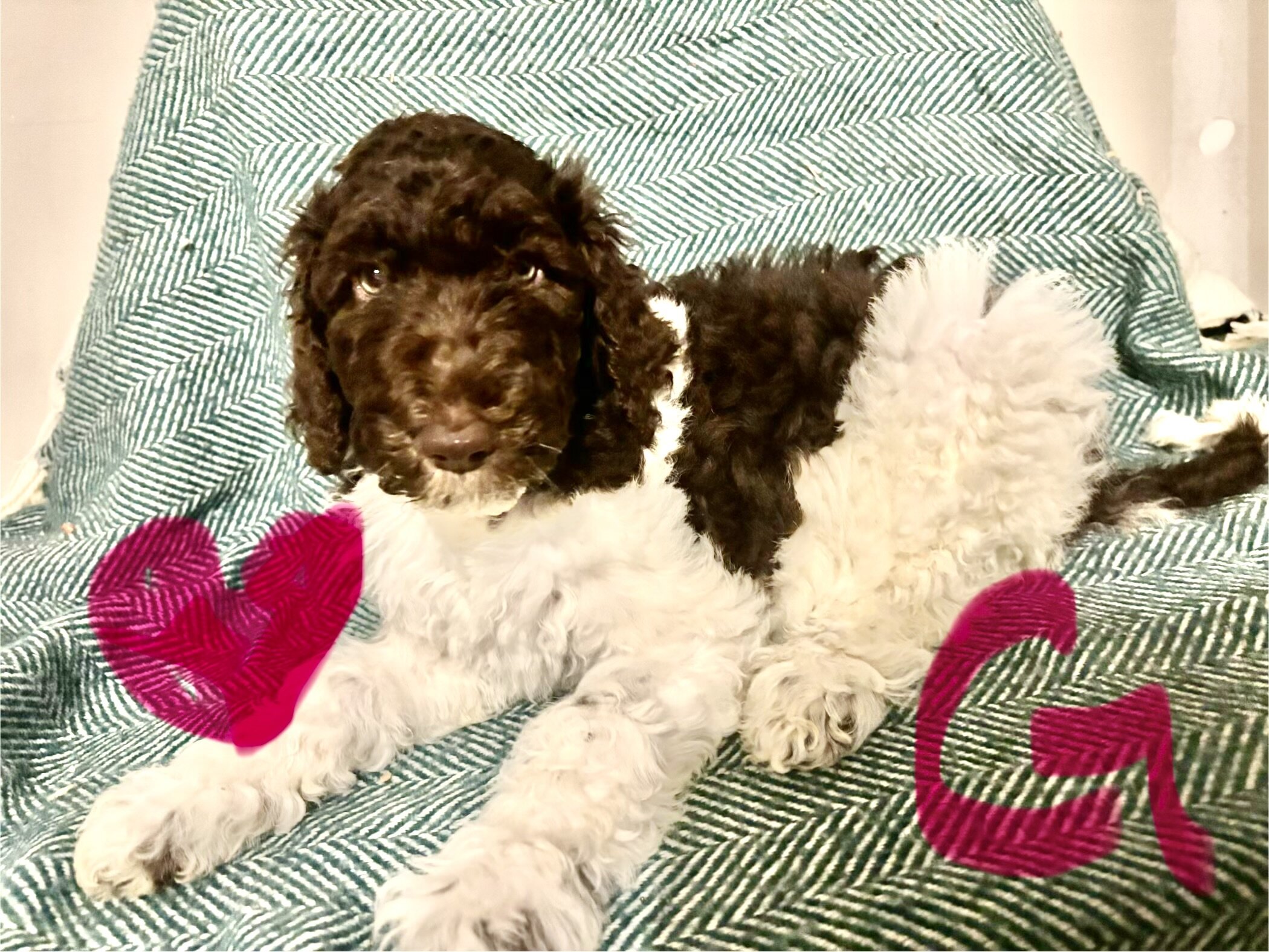 Parti chocolate Goldendoodle image 1