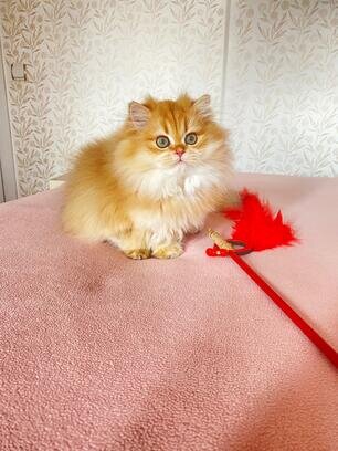 Purebred Longhair Kittens for Sale – Healthy, Vacc image 1