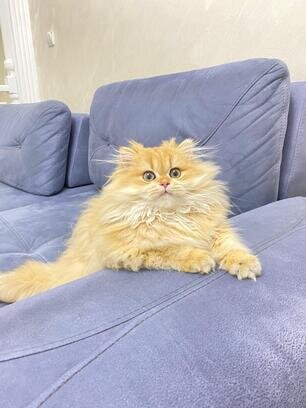 Purebred Longhair Kittens for Sale – Healthy, Vacc image 2