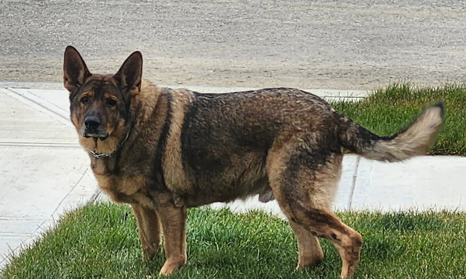 Male German Shepherd image 3