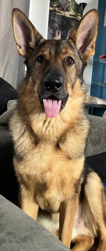 Male German Shepherd image 1