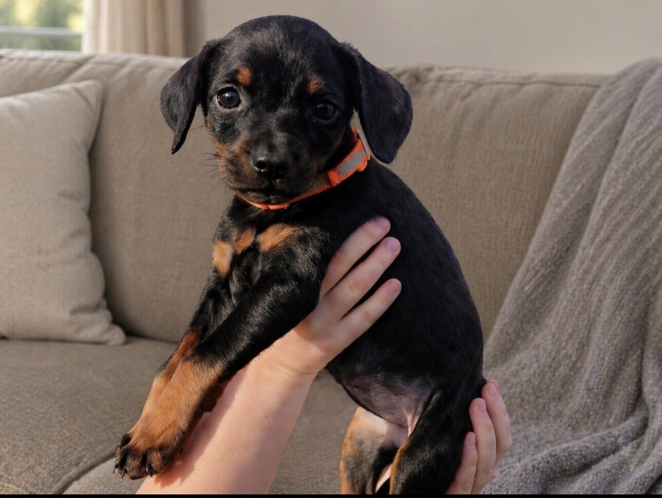 Doberman Puppies image 1
