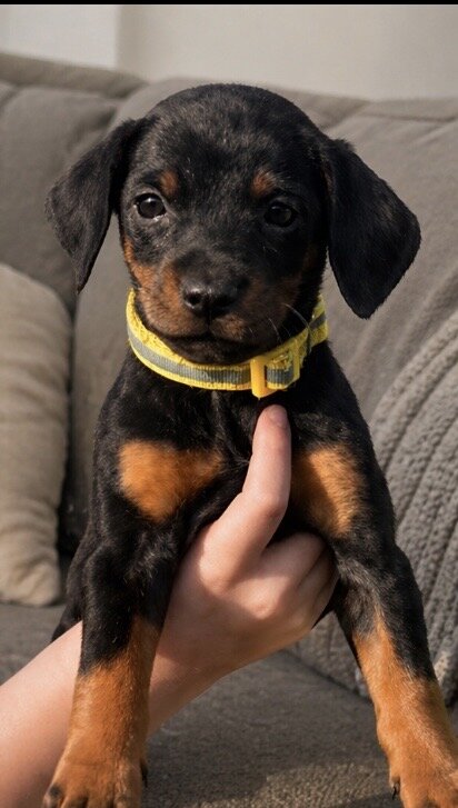Doberman Puppies image 3