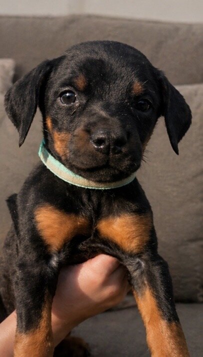 Doberman Puppies image 2
