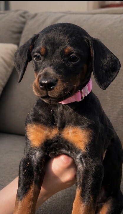 Doberman Puppies image 4