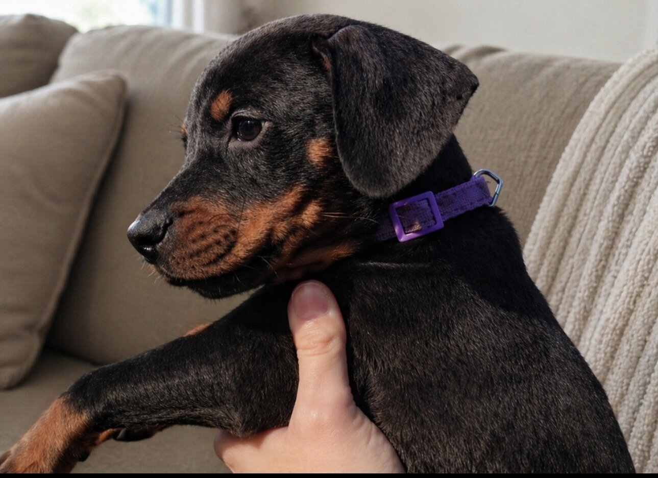 Doberman Puppies image 5