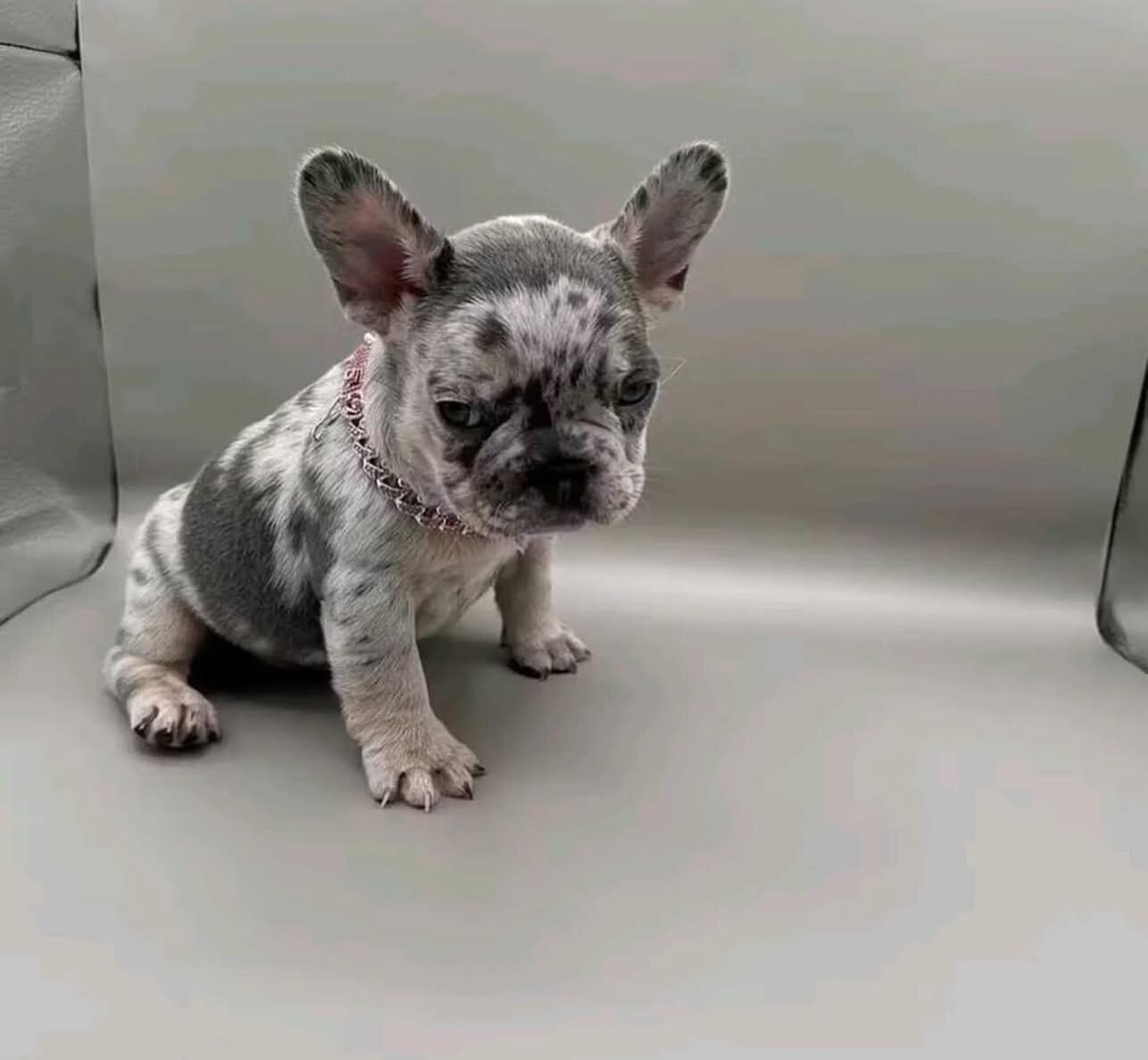 French bulldog and Frenchie image 1