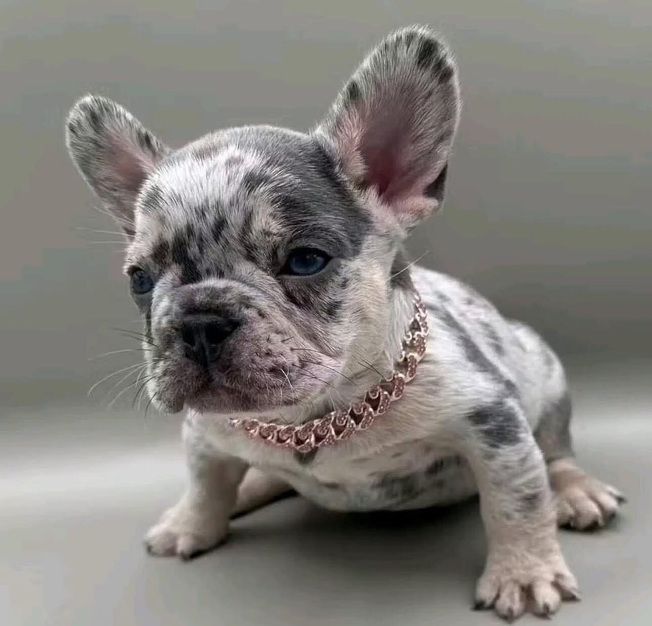 French bulldog and Frenchie image 2