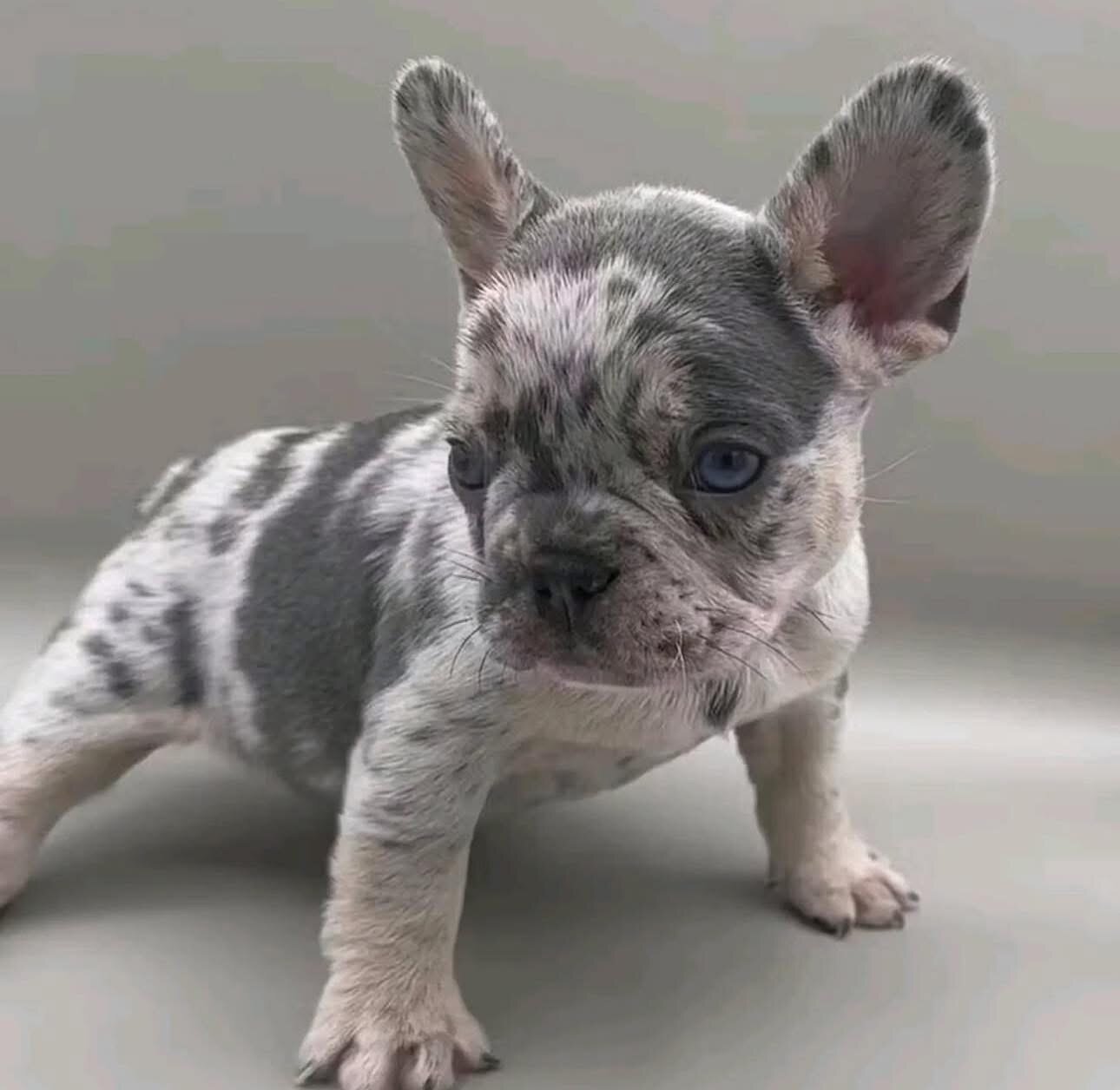 French bulldog and Frenchie image 3